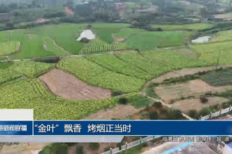 “金叶”飘香 烤烟正当时