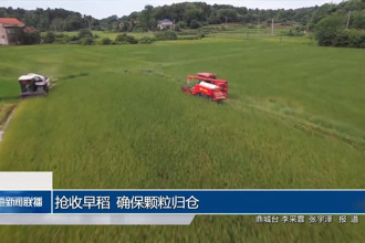 抢收早稻 确保颗粒归仓
