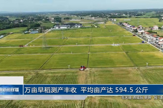 万亩早稻测产丰收 平均亩产达 594.5 公斤 