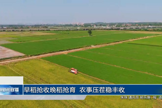 早稻抢收晚稻抢育 农事压茬稳丰收