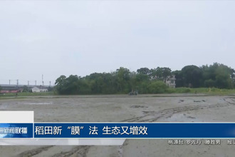 稻田新“膜”法 生态又增效