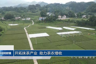 开拓抹茶产业 助力茶农增收