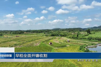早稻全面开镰收割