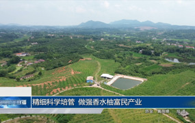 精细科学培管 做强香水柚富民产业