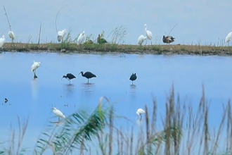 【生态】彩鹮再度现身西洞庭湖湿地