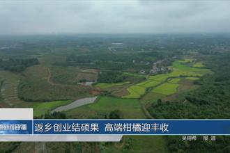 返乡创业结硕果 高端柑橘迎丰收