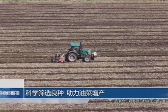 科学筛选良种 助力油菜增产