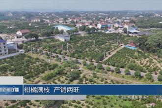 柑橘满枝 产销两旺