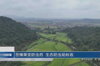 苦楝果变防虫药 生态防虫助秋收