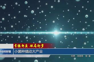 小菌种撬动大产业