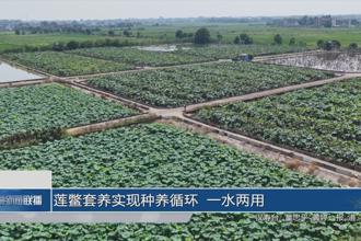 莲鳖套养实现种养循环 一水两用
