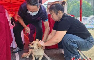 家门口接种狂犬疫苗 文明养犬入社区——武陵区开展狂犬病防控宣传守护群众健康